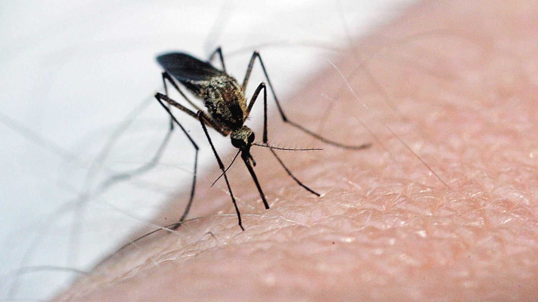 West Nile-positive mosquitoes increase early in Nebraska